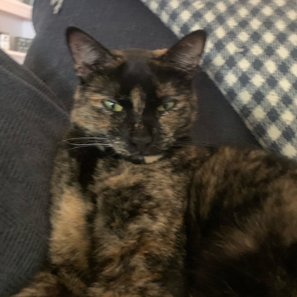 Meet your Posher, Charlotte - Picture 1 of 1